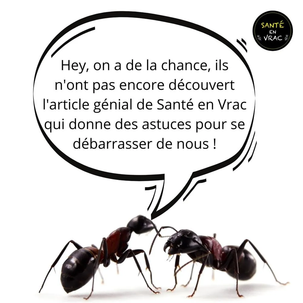 Bye-bye, fourmis ! La recette secrète pour les éloigner naturellement ce printemps